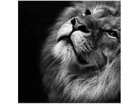 50X50CM SREBRNY LEW OBRAZ