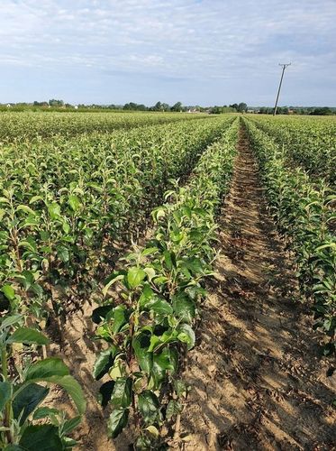Grusza KOLUMNOWA KLAPSA FAWORYTKA – klasyczny smak w kompaktowej na Arena.pl