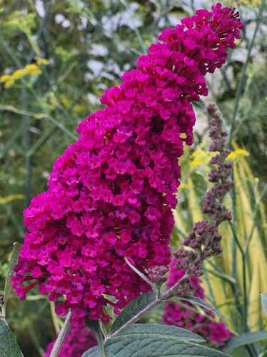 Budleja Dawida 'Royal Red' (Buddleja davidii) Doniczka 2.0L na Arena.pl