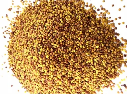 MIKROKONICZYNA drobnolistna KONICZYNA trawa nasiona 100 m² 0,5kg zdjęcie 5