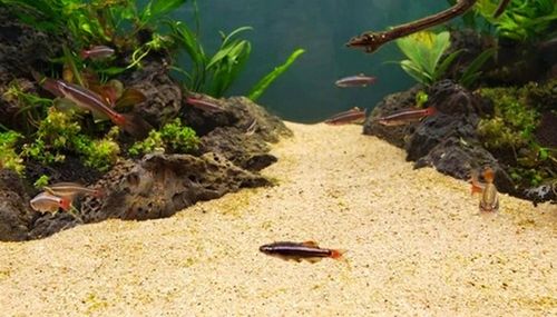 PIASEK KWARCOWY DO AKWARIUM - NAJCZYSTSZY 0,5-1,2 15 KG Drobny, Jasny na Arena.pl