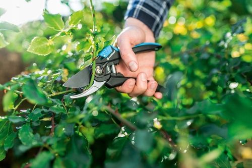 Sekator Ogrodowy Do Krzewów Gałęzi Nożyce Ręczne Kowadełkowe Cellfast na Arena.pl