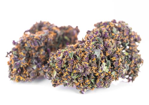 Susz konopny Purple Haze SUPER AMSTERDAM CBD 50g na Arena.pl