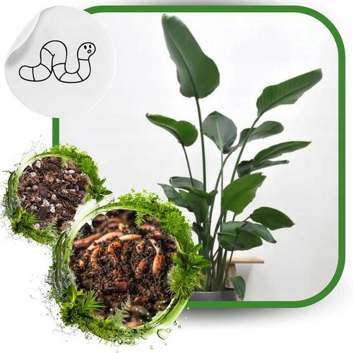 Ziemia do Strelicji i helikonii BIO Bigos Podłoże Premium 15L na Arena.pl