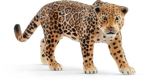 Jaguar na Arena.pl