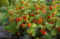 MIECHUNKA ROZDĘTA WINTER CHERRY - sadzonki w doniczkach