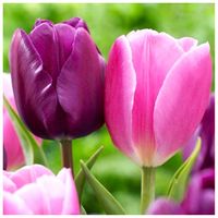 TULIPAN cebulki KOLORY FIOLETU RÓŻ MIX 50 szt. + GRATIS