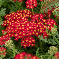 Krwawnik pospolity PAPRIKA Czerwony Na rabaty Sadzonki w doniczkach 1L