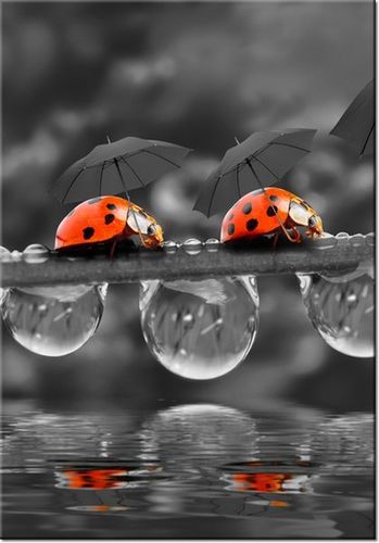 100 70CM OBRAZ PŁÓTNO SPACEREK PŁÓTNO RAMA na Arena.pl