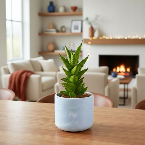 Sansevieria ''Starshooter'' Ø8cm kolekcjonerska niezniszczalna na Arena.pl