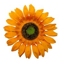 Słonecznik wyrobowy 12 szt