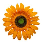 Słonecznik wyrobowy 12 szt