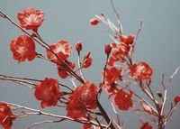 Plakat 70x50cm Szkarłatna Wiosna