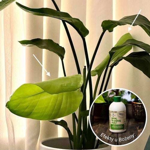 Spraw, by szybciej rosły 500 ml | Plant lover| stymulator wzrostu do roślin na Arena.pl