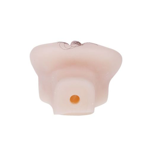 Wagina Z Wibracją I Anusem Little Butt na Arena.pl