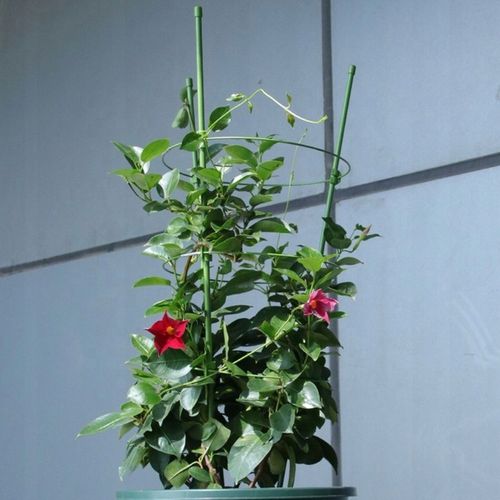 Podpórka do Kwiatów Podpora dla Roślin Doniczkowych na Kwiatka DUŻA 61cm 3x na Arena.pl