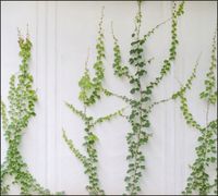 Tło do fotografii produktowej kulinarnej Flat Lay