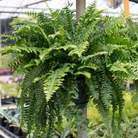 Nephrolepis Exaltata Wyniosły Paproć Paprotka Duża