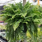 Nephrolepis Exaltata Wyniosły Paproć Paprotka Duża