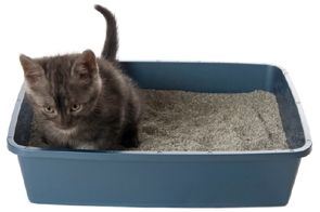 Antybakteryjny żwirek bentonitowy dla kotów - Super Benek Naturalny 5L na Arena.pl