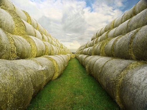 ŻWIREK GRANULAT NATURALNY ECO SŁOMA DLA KOTA KRÓLIKA DO KUWETA na Arena.pl