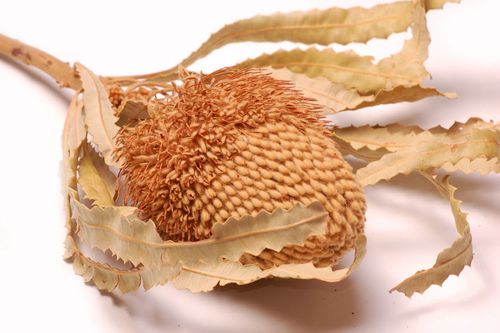 Banksia słomkowa na Arena.pl