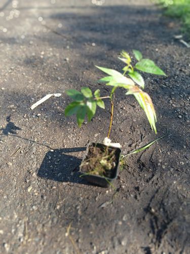 CEDRELA CHIŃSKA - sadzonki 10 / 15 cm na Arena.pl