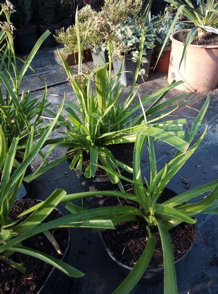 Kosmatka leśna zawsze zielona nad oczko wodne zdjęcie 2