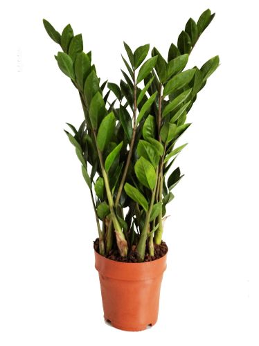 ZAMIOKULKAS (ZAMIOCULCAS) 60cm na Arena.pl