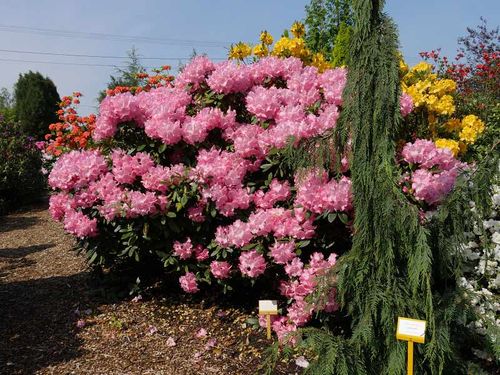 Różanecznik Hachmann's Marlis C4 na Arena.pl