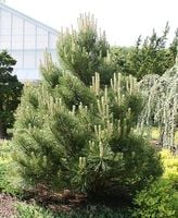 SOSNA CZARNA PINUS NIGRA 3 latka sadzonki do 60 cm ZDROWE szkółkowane