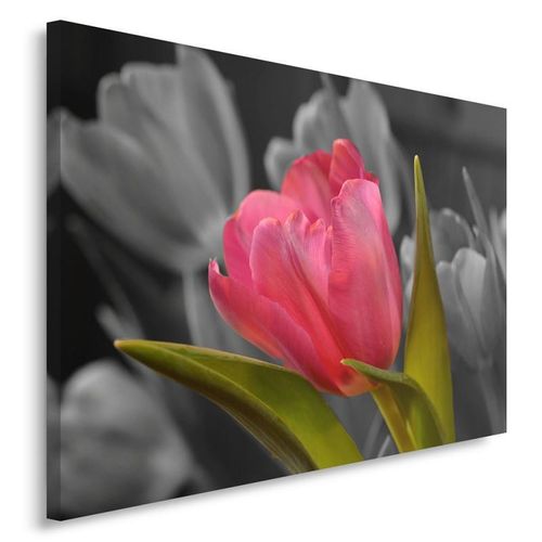 Obraz na płótnie - Canvas, Czerwony tulipan 40x30 na Arena.pl