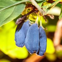 Jagoda kamczacka VOSTORG Duże owoce Zapylacz odmiany Jugana Sadzonki 1L