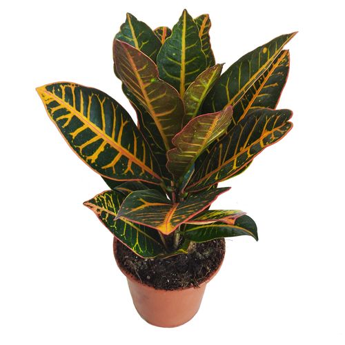 Kroton PETRA 50cm na Arena.pl