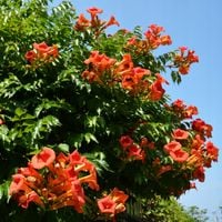 Milin amerykański Pomarańczowy Szybko rosnące pnącze Campsis radicans 1L