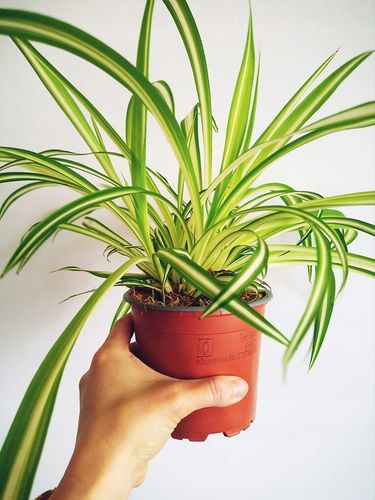 Zielistek Chlorophytum comosum Variegatum Zielistka na Arena.pl