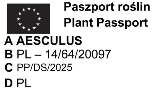 KASZTANOWIEC ZWYCZAJNY - sadzonki 30 / 50 cm na Arena.pl