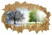 Naklejka samoprzylepna 3D dziura drzewa natura