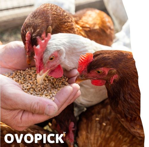 OVOPICK 10 kg+GRATIS muszle morskie dla kur niosek na Arena.pl