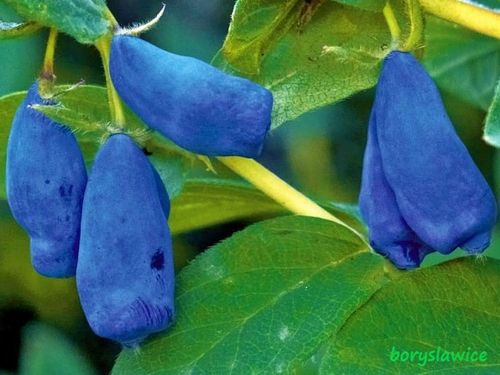 Jagoda kamczacka 'Duet' (Lonicera) w doniczkach C2, wysokość 30-50 cm na Arena.pl