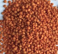 Soczewica CZERWONA 5kg soczewica całe ziarna 5 kg Top Food HURT