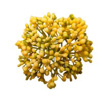 Czosnek wyrobowy żółty 12 szt