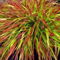 Hakonechloa MULLED WINE Czerwone końcówki Trawa bambusowa Sadzonki 1L