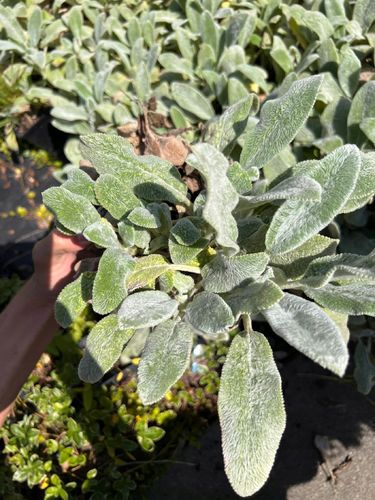 Czyściec wełnisty (Stachys byzantina) P13 na Arena.pl