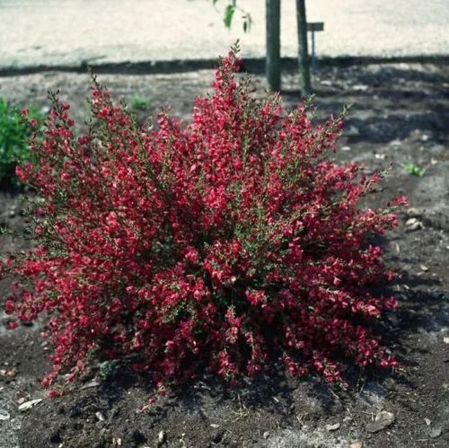 ŻARNOWIEC Boskoop Ruby czerwony - sadzonki 10 / 20 cm na Arena.pl