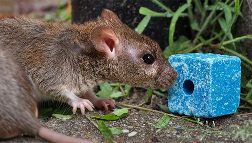 SILNA TRUTKA NA MYSZY I SZCZURY MURIBROM BRODIFAKUM KOSTKA WOSKOWA 1,5 na Arena.pl