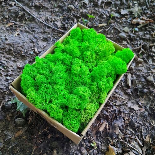 Mech Reniferowy Chrobotek Jasno Zielony 500 Pakowane Osobno Warsztaty na Arena.pl