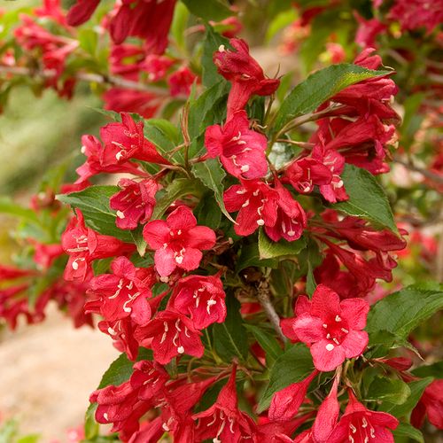 P9 KRZEWUSZKA CUDOWNA WEIGELA RED PRINCE na Arena.pl
