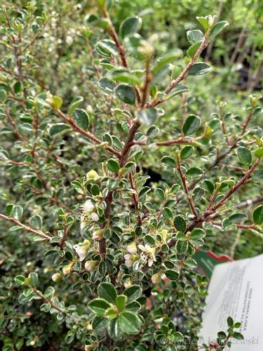 Irga himalajska-Cotoneaster glacialis na Arena.pl