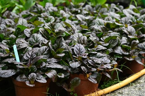 Dąbrówka rozłogowa Mahogany - Ajuga reptans na Arena.pl